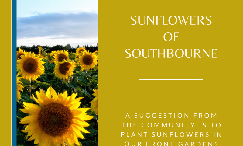 Sunflowers of Southbourne poster