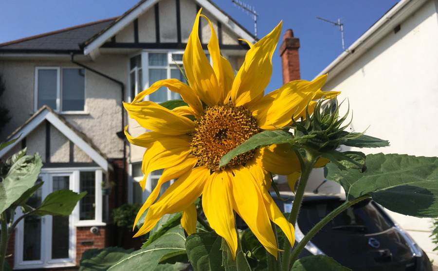 Sunflowers